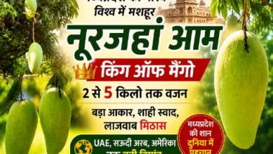 पेड़ पर लगा मध्यप्रदेश का प्रसिद्ध नूरजहां आम।