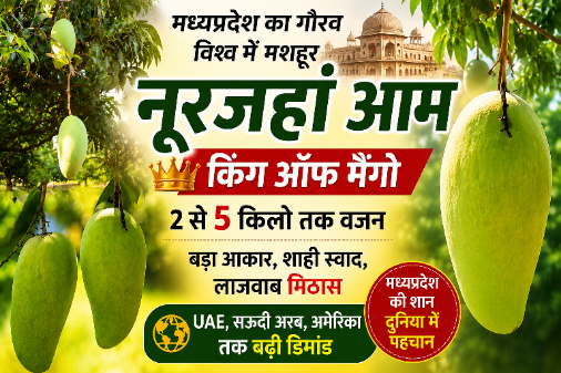 पेड़ पर लगा मध्यप्रदेश का प्रसिद्ध नूरजहां आम।