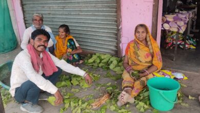 पुंजापुरा क्षेत्र के जंगल में तेंदूपत्ता संग्रहण करते श्रमिक