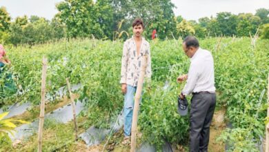 झाबुआ के किसान रमेश वाखला अमरूद और टमाटर की आधुनिक खेती करते हुए।