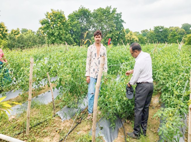 झाबुआ के किसान रमेश वाखला अमरूद और टमाटर की आधुनिक खेती करते हुए।