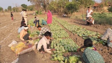 देवास के बागली क्षेत्र में तेंदूपत्ता संग्रहण करते श्रमिक।