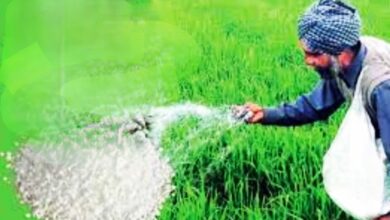 खेत में खाद का छिड़काव करता हुआ किसान