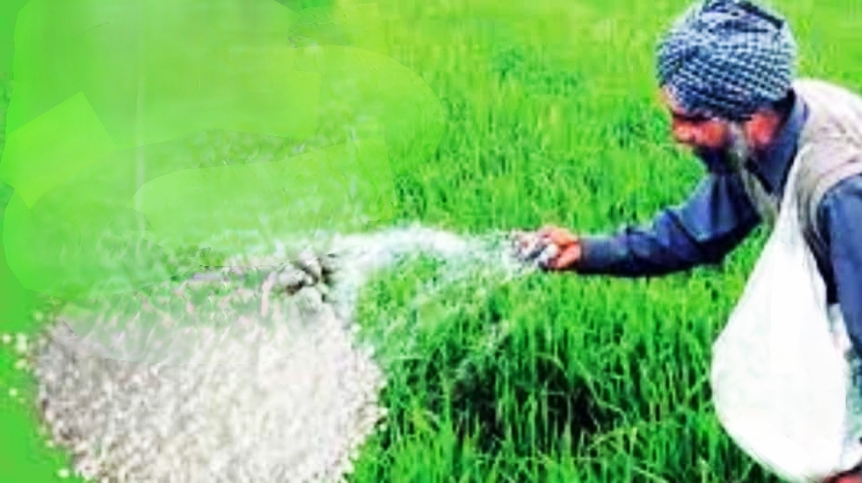 खेत में खाद का छिड़काव करता हुआ किसान