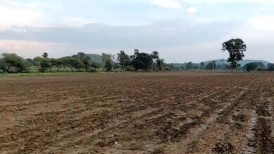 बेहरी में लगातार बारिश से खराब हुई सोयाबीन की फसल का दृश्य