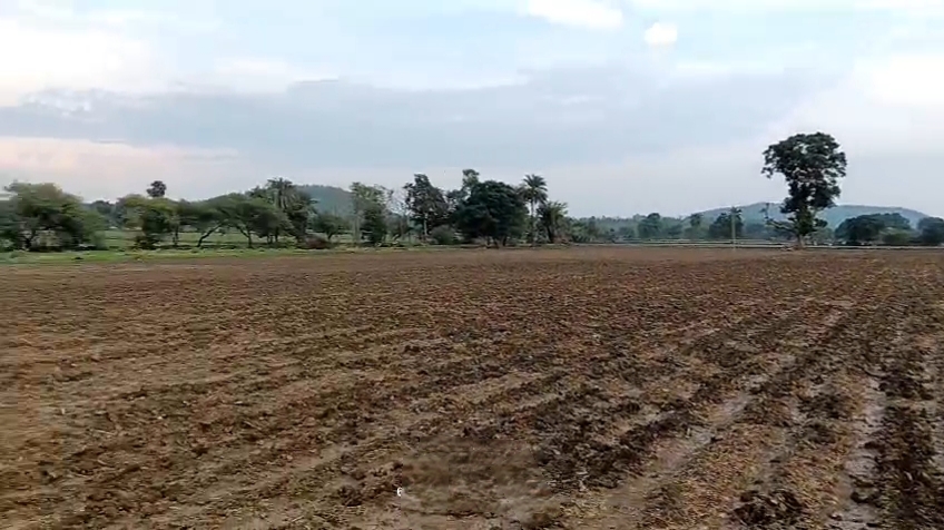 बेहरी में लगातार बारिश से खराब हुई सोयाबीन की फसल का दृश्य