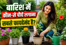 मानसून में लगाए गए हरे-भरे पौधे