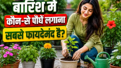मानसून में लगाए गए हरे-भरे पौधे