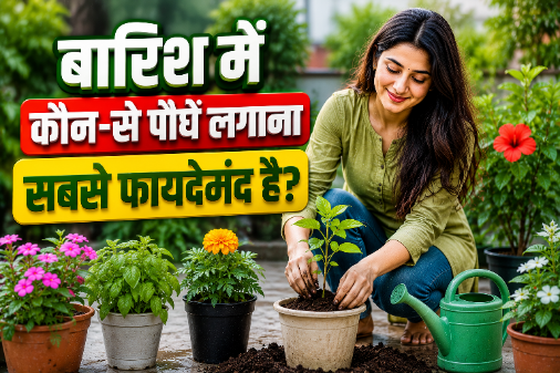 मानसून में लगाए गए हरे-भरे पौधे