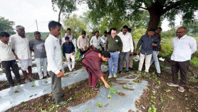 आगर मालवा में कलेक्टर प्रीति यादव ने मल्चिंग और ड्रिप खेती का निरीक्षण किया।