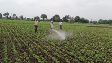 सिरोल्या क्षेत्र में सोयाबीन की फसल में खरपतवार नाशक का छिड़काव करता किसान