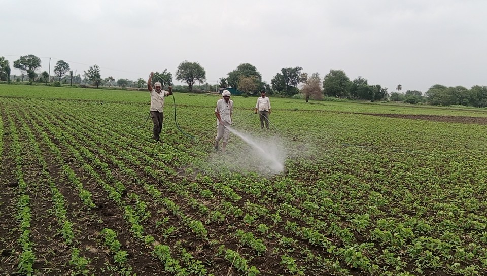 सिरोल्या क्षेत्र में सोयाबीन की फसल में खरपतवार नाशक का छिड़काव करता किसान