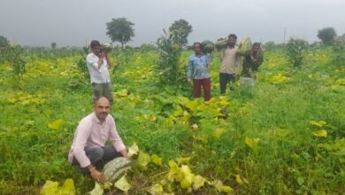 बेहरी के खेत में तैयार कद्दू की फसल का निरीक्षण करते किसान