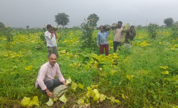 बेहरी के खेत में तैयार कद्दू की फसल का निरीक्षण करते किसान