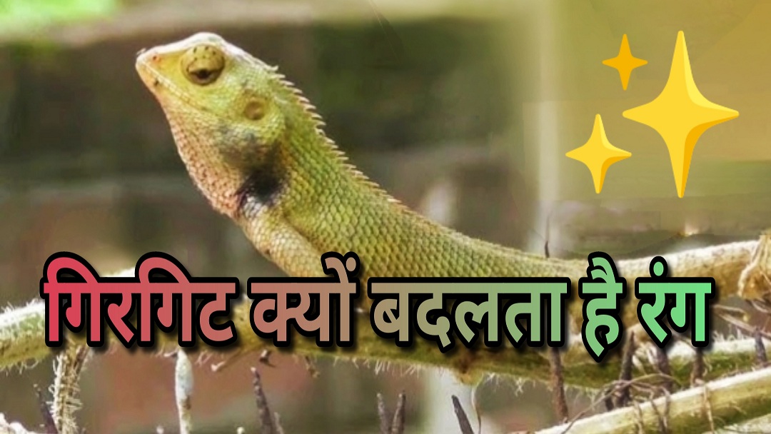 गिरगिट रंग क्यों बदलता है? क्या वह सिर्फ छिपने के लिए रंग बदलता है? जानिए इसके पीछे के वैज्ञानिक कारण और "गिरगिट की तरह रंग बदलना" कहावत का अर्थ।