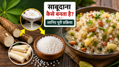 कसावा की जड़ से साबूदाना बनने की प्रक्रिया