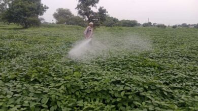 सिरोल्या क्षेत्र में सोयाबीन की फसल पर कीटनाशक का छिड़काव करते किसान