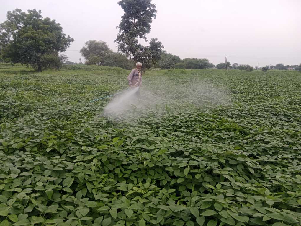 सिरोल्या क्षेत्र में सोयाबीन की फसल पर कीटनाशक का छिड़काव करते किसान
